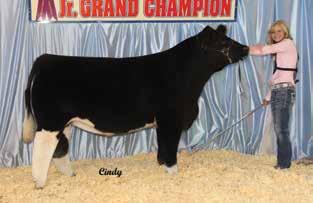 81% Chi 311260 DONOR SOLUTIONS Brian Hannon: (219) 869-8030 Dam of the embryos selling