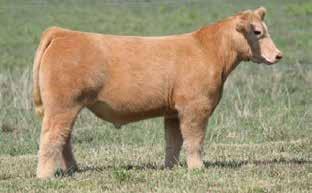 Offering 3 embryos sired by Unstoppable Struttin is a Donors On ice favorite and for