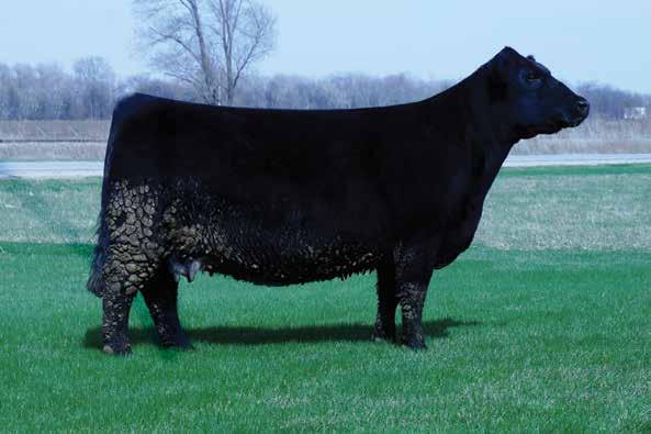 Endless Possibilities with the Queen PFK Ice Queen 2W LOT 30 Hot Commodity JSC Ice Queen 67R Reg.