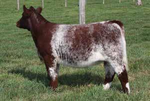 Offering 3 embryos sired by Lone Ranger You do not have to be in the Shorthorn business to appreciate Foolish Red.