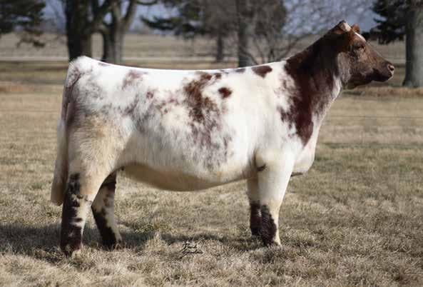 Shorthorn Power with a Punch STTT Twisted Sister 921 ET LOT 33 Final Solution Double Vision GRAY SHOW CATTLE