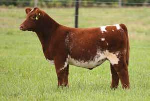 Offering 3 embryos sired by Ace of Diamonds A Shorthorn built like a Mack truck Yes, a Shorthorn!