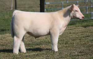 Starburst Steer purchased by Clapp Family, IL Starburst has been siring winners and high sellers across the