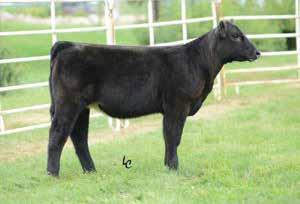 Success is just getting started at Stephenson Cattle but she s becoming a quick favorite that always produces quality.