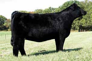 Monopoly The Optimus Prime X Knockout daughters have been high sellers the last few years and are making