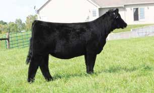 Cow power runs deep here as the Knockout cow has produced hundreds of thousands of dollars for her owners and