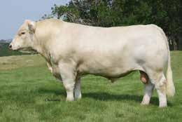HooDoo X02 Special Terms of the Flush: Buyer will pay 50% of the hammer price sale day. A minimum of six (6) transferrable embryos is guaranteed to the buyer.