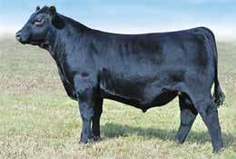 Offering 4 embryos sired by Dameron First Impression B.