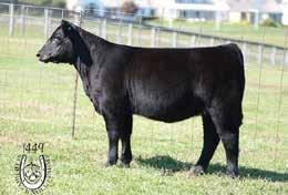 A daughter by SCC First-N-Goal sold in the Cherry Knoll Farms October online sale and