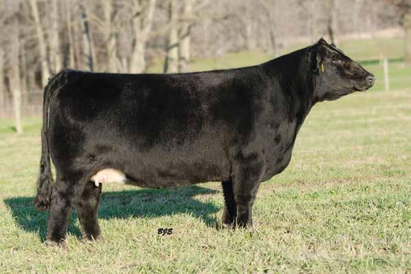 No Cinderella Story here - Just the Real Deal Matlock Miss SO31 Cinderella LOT 43 CNS Dream On L186 Leighbert Miss MO31 Reg.