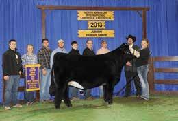 Allison Reed s Step Up X Cinderella was Grand Champion Simmental female in the NAILE Jr.