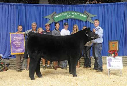 RR 536 is the dam of the 2014 MN State Fair Grand Champion State Fair for the Mulder Family.