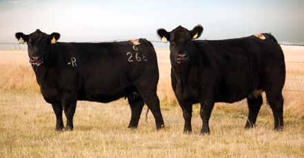 sibs to the embryos selling. The two very best MAB X 536 heifers are yet to sell but they will bring a pile this fall.
