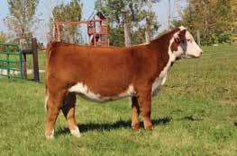 herself to be a valuable member of the high powered Jones Show Cattle donor battery with several daughters selling in the Hereford