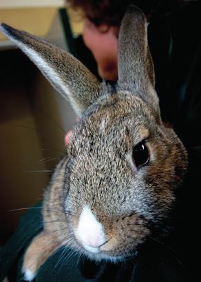 Reasons for rabbits arriving at Wood Green during one year Reason type Details Number of rabbits Behaviour Escaping 2 Inappropriate behaviour 1 Other animal issues 4 Shows aggression 2 Non-behaviour