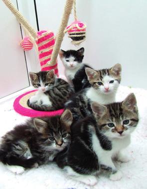 Feline fun LO: to organise, present and interpret data in bar charts Wood Green Animal Shelters saw the following arrival of kittens at their Shelters over a full year Month Number of kittens January