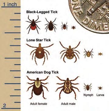 General Information Ticks are significant vectors of pathogens that cause human disease. Tick-borne diseases do occur in Michigan, and can be serious or fatal if not properly diagnosed and treated.