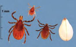 public American Dog tick Sometimes incorrectly referred to as the Wood tick, the American Dog tick is * found throughout the Lower and Upper Peninsulas of Michigan.