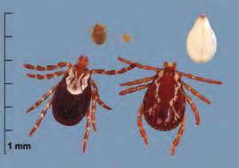 Adult ticks can be distinguished by their ornate appearance and size.