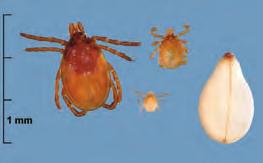 breed in indoor environments. It may be hard to distinguish from other ticks because of its plain brown appearance. Hygenic practices in shelters/kennels can prevent infestations.