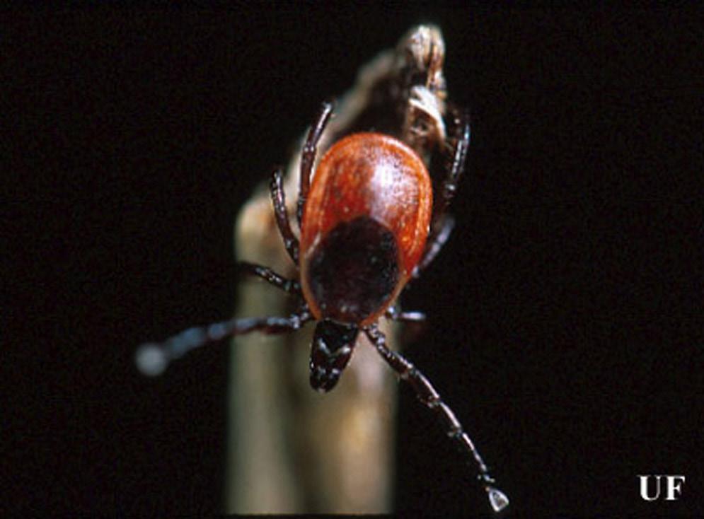 Figure 1. Female blacklegged tick, Ixodes scapularis Say, questing on a stick. Life Cycle Ixodes scapularis is a three-host tick; each mobile stage feeds on a different host animal.
