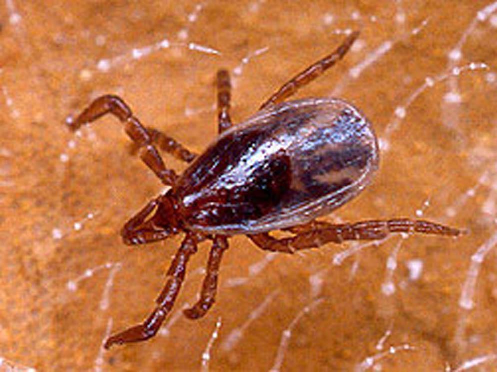Adult female ticks feed for five to seven days while the male tick feeds only sparingly, if at all. Figure 2. Male blacklegged tick, Ixodes scapularis Say. Figure 4.