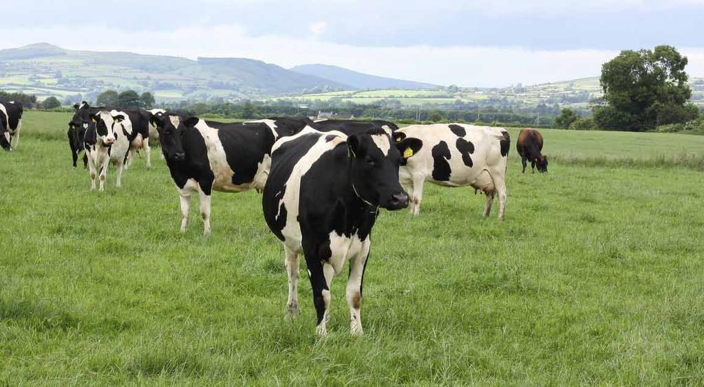 What is? (Genomic Breeding ) The base was developed in 2000 to ensure continued genetic gain on Irish farms.