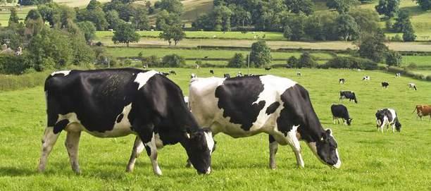 What is? (Economic Breeding Index) The base was developed in 2000 to ensure continued genetic gain on Irish farms.