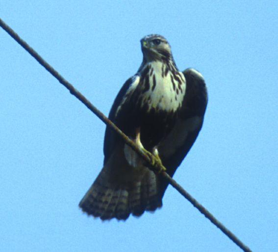 dorsal surface of the tail was never seen or photographed. The underside of the tail on the perched hawk appeared much like that of adult Harlan s gray with a dusky subterminal band (Fig.
