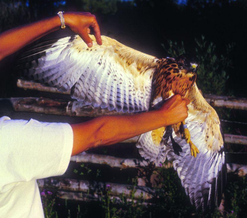 The dark narrow banding on the tail and underside of the flight feathers (Fig. 6) is not shown on any Rough-legged Hawk but appears like that of juvenile Harlan s Hawk.