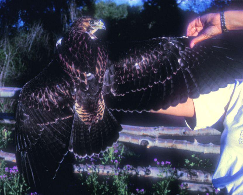 underwing coverts are more typical of juvenile Red-backed. Most of the other characters are within the range of variation of juvenile Swainson s Hawks.