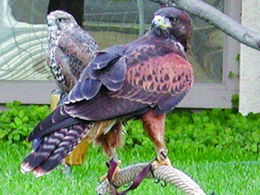 Fig. 11. Hybrid Adult Harris s Red-tailed Hawk. This unusual raptor (foreground) was produced in captivity by artificial insemination.