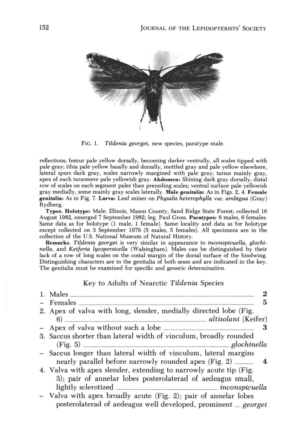 152 JOURNAL OF THE LEPIDOPTERISTS' SOCIETY FIG. 1. Tildenia georgei, new species, para type male.