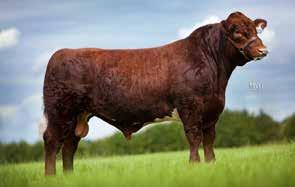 12 MATERNAL CALVING EASE CONFORMATION TERMINAL BEEF SHORTHORN Meonhill FIRE FOX Sire: