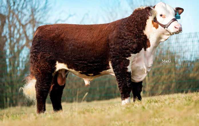 TERMINAL MATERNAL GROWTH 17 HEREFORD Romany 1