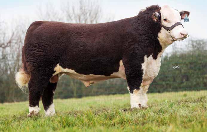 18 TERMINAL GROWTH HEREFORD SMH KING SIZE 87K Sire: