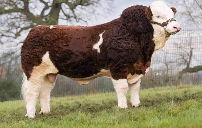 26 CONFORMATION MATERNAL TERMINAL SIMMENTAL Woodhall