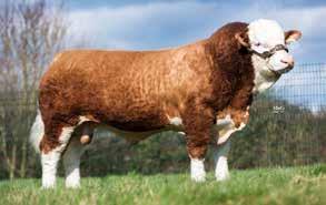 MATERNAL ROYALTY CONFORMATION SIMMENTAL Popes GRANDSLAM 15 Sire: