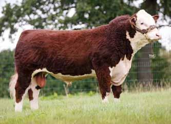 Cow Wt - Fat Depth - (GBP) - Low Self Replacing (GBP) Leaner +34 +23 +43 +28 Moorside 1 Joseph (P) Sire: K-Cow Nacho Man 36N Dam: Barwise 1 Calpernica (P) MGS: Barwise 1