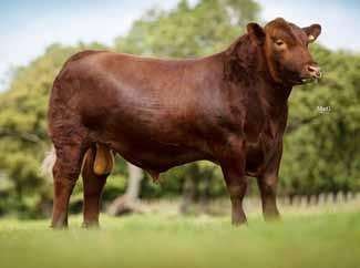 8 ABERDEEN-ANGUS Mosshall Red Evolution P353 Sire: Red Lazy MC Cowboy Cut 26U Dam: Netherton Red Essence H483 MGS: Red DMM Traction 98R Ear Tag: UK562477 501353 AI