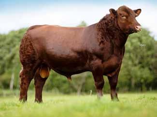 Cow Wt - (GBP) - Low Self Replacing (GBP) 90 80 70 60 50 40 30 20 10 0 +33 +30 +44 +39 Mosshall Red Spirit P361 Sire: Oaklea Red Graduate L429 Dam: Windy Gowl Red