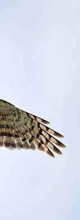 Quick guide to diversionary feeding harriers Apply for a licence if you are likely to disturb harriers at the nest Spring feeding Locate territories in late March/early April Erect perches in