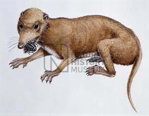 True Mammals -Evolved from the synapsids (mammal-like reptiles) -Vaguely rodent-like, small -Showed up not too long after the