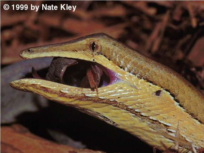 Snakes have extendible jaws to