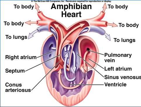 Double-loop system Most reptiles have a 3 ½ chambered heart (ventricle has a partial