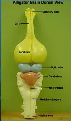 Larger cerebrum/ cerebellum than the