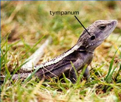 Hearing Most lizards have simple ears like an amphibian: external tympanum, single bone to transfer sound to inner