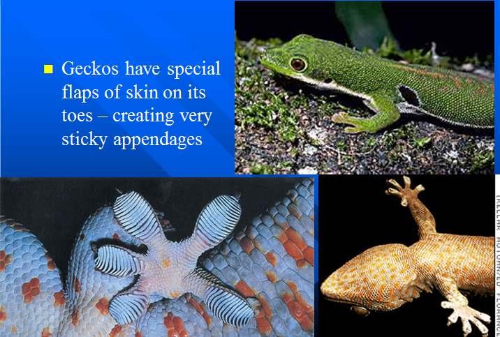 Gecko suction cup toes Geckos have special flaps