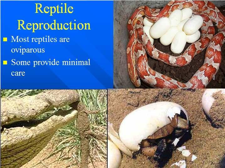 Reptile Reproduction Most reptiles