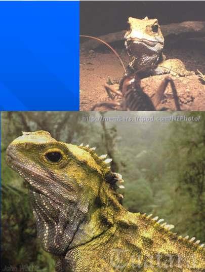 Tuataras Resembles small version of reptiles from the dinosaur age Only found on small islands off N.